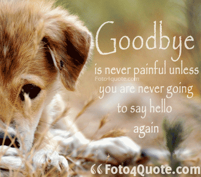 sad lonely dog with sad goodbye quote